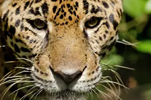 Onca: Belize, Belize City, Belize City Zoo. Captive
