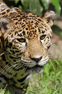 Onca: Belize, Belize City, Belize City Zoo. Captive