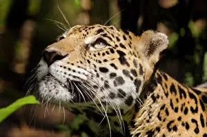 Onca: Belize, Belize City, Belize City Zoo. Captive