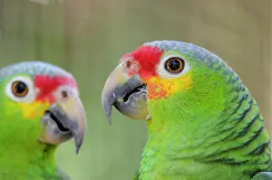Belizean: Belize, Belize City, Belize City Zoo. Head