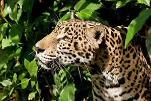 Onca: Belize, Belize City, Belize City Zoo. Jaguar