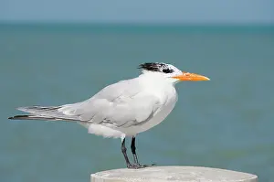 Sterna: Belize, Caribbean Sea, Belize City. Wild