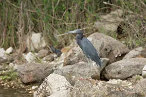 Egretta: Belize, Crooked Tree Wildlife Sanctuary