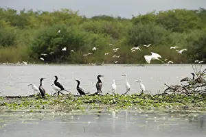 Sterna: Belize, Crooked Tree Wildlife Sanctuary