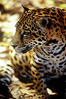 Greg: Belize, Jaguar in the Cockscomb Basin Jaquar