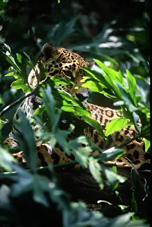 Greg: Belize, Jaguar in the Corkscomb Basin Jaguar