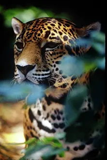 Greg: Belize, Jaguar in the Corkscomb Basin Jaguar