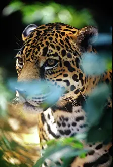 Greg: Belize, Jaguar in the Corkscomb Basin Jaguar