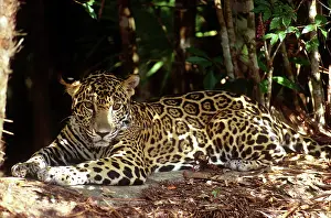 Greg: Belize, Jaguar in the Jaquar Preserve