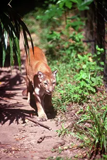 Greg: Belize, Jaquar Preserve