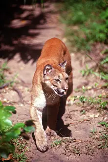 Greg: Belize, Jaquar Preserve