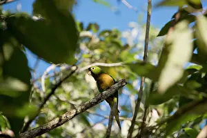 Belizean: Belize, Placencia. Wild Olive-throated parakeet