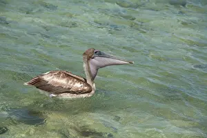 Laughing: Belize, Stann Creek District. Laughing Bird
