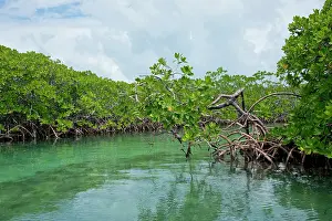 Rhizophora: Belize, Tobacco Cay. Red mangrove (Rhizophora