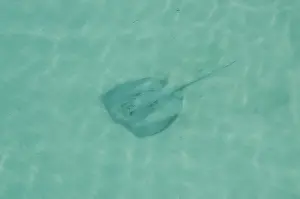 Negative: Belize, Toledo, The Cayes. West Snake Caye