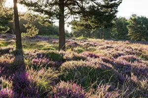 Scots: Bell Heather