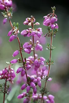 Bell: BELL HEATHER