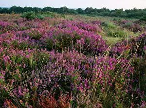 Ling: Bell Heather / Bell Ling - & Bristle Bent (Agrostis