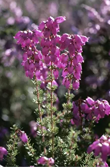 Bell: BELL HEATHER - close-up