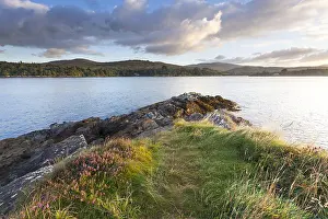 Zones: Bell heather (Erica cinerea) flowering coastal landscape