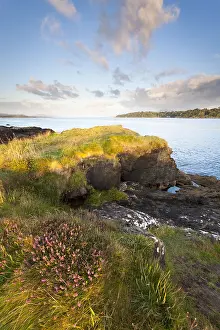 Zones: Bell heather (Erica cinerea) flowering coastal landscape