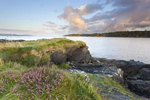 Zones: Bell heather (Erica cinerea) flowering coastal landscape