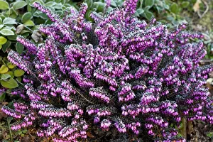 Erica: Bell Heather - in garden - covered in frost