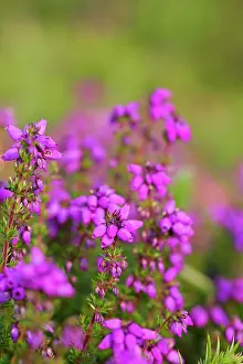 Heathers: Bell Heather - Summer