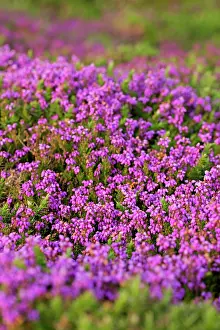 Heathers: Bell Heather - Summer