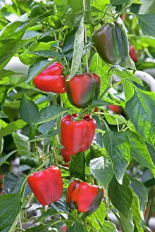 Peppers: Bell Peppers