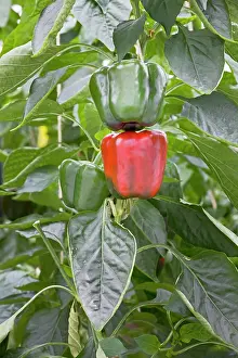 Peppers: Bell Peppers