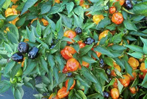 Peppers: Bell peppers