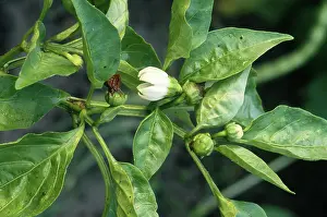 Ferry: Bell Peppers