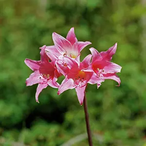 Belladonna: Belladonna Lily