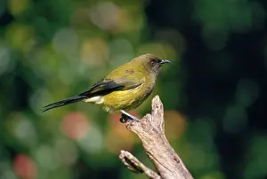 Bellbirds: Bellbird