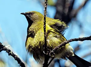 Bellbirds: Bellbird