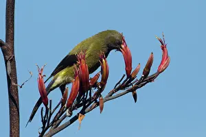 Bellbirds: Bellbird feeding on flax (Phormium species)