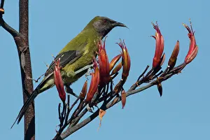 Bellbirds: Bellbird feeding on flax (Phormium species)