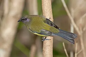 Bellbirds: Bellbird - Tiritiri Matangi Island