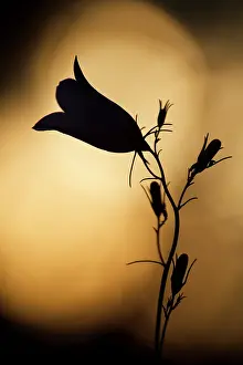 Campanula: Bellflower