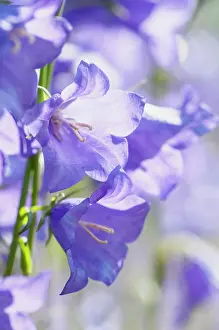 Campanula: Bellflower, Campanula persicifolia, Close view of