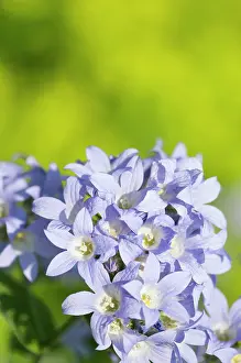 Campanula: Bellflower, Milky bellflower, Campanula lactiflora