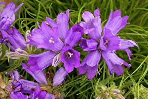 Bellflowers: A bellflower relative