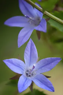 Campanula: Bellfower