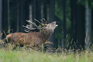 Bellow: Belling Red deer in Rutting Season, Cervus elaphus