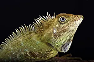Gonocephalus: Bell's angle head lizard (Gonocephalus bellii)