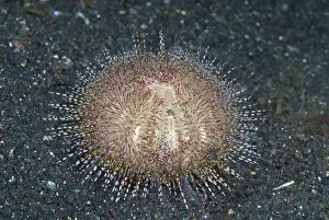 Hairball: Bell's Sea Urchin Juvenile with Zebra Urchin Crab