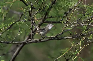 Vireo: Bell's Vireo