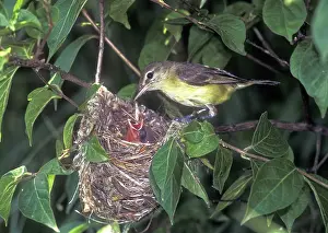 Indiana: Bell's Vireo (Vireo bellii)