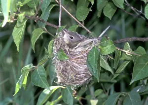 Indiana: Bell's Vireo (Vireo bellii) Incubating